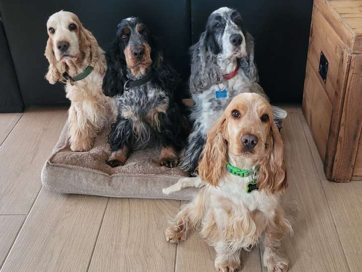 Ilfirin,Sterenn,Jolan et la petite dernière Vixen-janvier 2026