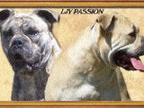 De LJY passion