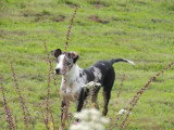 Un chien presque parfait