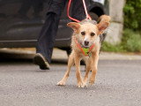 Un chien presque parfait