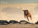 Un chien presque parfait