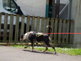 Un chien presque parfait