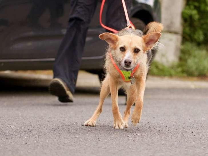 Un chien presque parfait