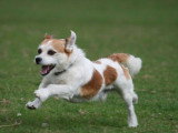 Un chien presque parfait