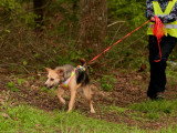 Un chien presque parfait