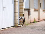 Un chien presque parfait