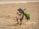 Un chien presque parfait