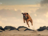Un chien presque parfait