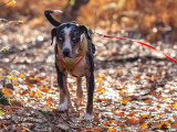 Un chien presque parfait