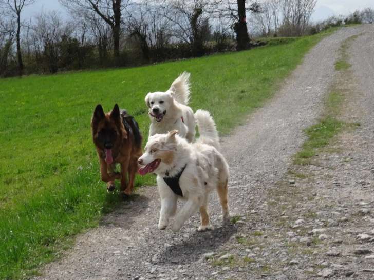 Cani-Harmonie