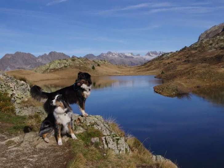 Cani-Harmonie