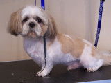 Un Shih Tzu apr&egrave;s la tonte