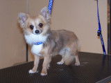 Un Chihuahua apr&egrave;s une coupe ciseaux