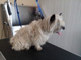 Un Cairn Terrier avant la coupe