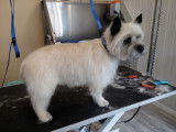 Un Cairn Terrier apr&egrave;s la coupe