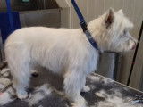 Un beau Westie apr&egrave;s &eacute;pilation
