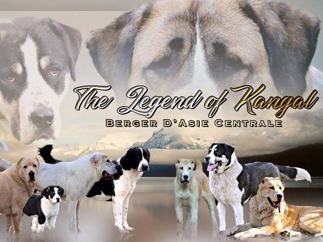 The legend of kangal