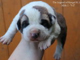 The Legend Of Kangal