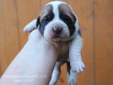 The Legend Of Kangal