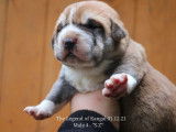The Legend Of Kangal