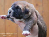 The Legend Of Kangal