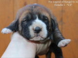 The Legend Of Kangal
