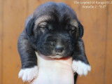 The Legend Of Kangal