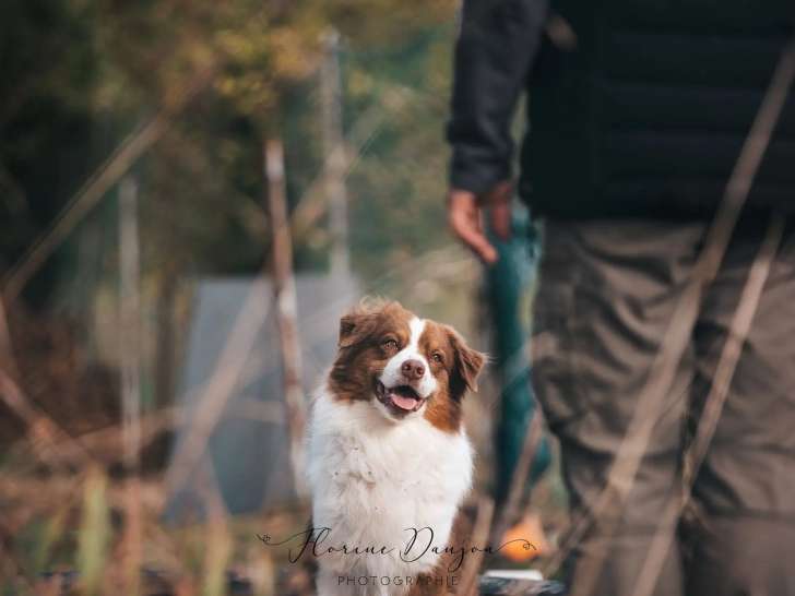 Feeling Dog
