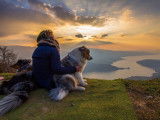 Les chiens d'Hamahe