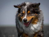Les chiens d'Hamahe