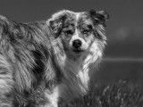 Les chiens d'Hamahe