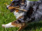 Les chiens d'Hamahe