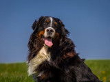 Les chiens d'Hamahe