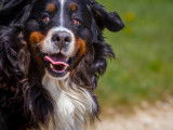 Les chiens d'Hamahe