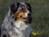Les chiens d'Hamahe