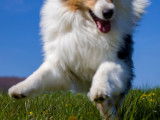 Les chiens d'Hamahe