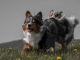 Les chiens d'Hamahe