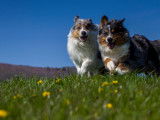 Les chiens d'Hamahe