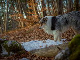 Les chiens d'Hamahe
