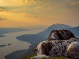 Les chiens d'Hamahe