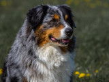 Les chiens d'Hamahe