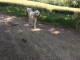 Les chiens d'Hamahe