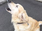 Les chiens d'Hamahe