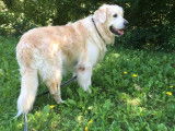 Les chiens d'Hamahe