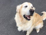 Les chiens d'Hamahe