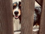 Les chiens d'Hamahe