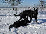 Education canine ouest lyonnais