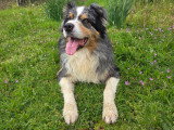 Hapache Education