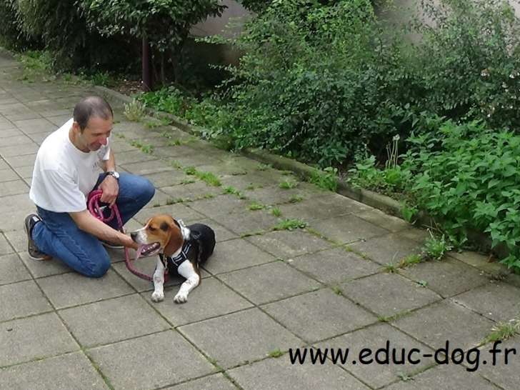 Educateur canin comportementaliste