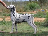 Les Chiens de Florence